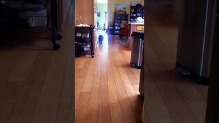 cat didn't understand what was going on doggo shorts #dogcommands #dog #doggo #cat