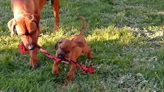 TINY PUP BEATS HUGE DIG AT TUG