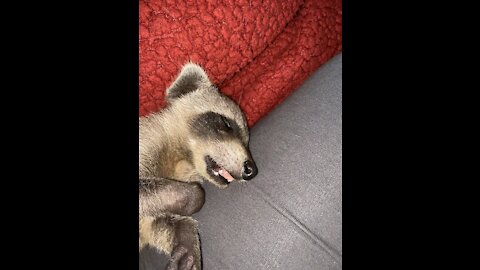 Sleepy, dreamy Raccoon