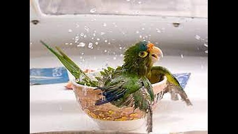 cute little birds taking a shower #bird#funny
