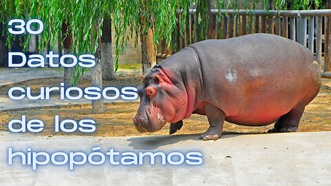 30 Datos curiosos de los Hipopótamos