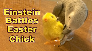 Talking parrot battles with toy Easter chick