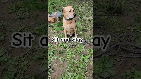 Indy learning "stay" #lifewithdogs #sitstay #obedience