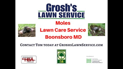 Moles Lawn Care Service Boonsboro MD GroshsLawnService.com