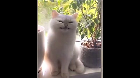 smiling cat funny video
