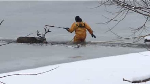 Deer rescused from frozen lake in Colorado