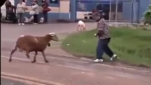 Funny Sheep Attacking People Compilation - Funniest Animals