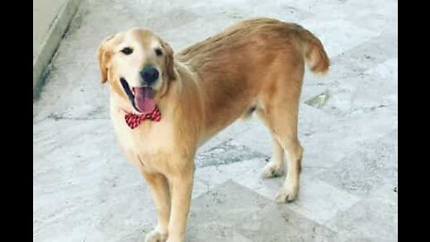 Shaggy, um cão que sofre de ansiedade severa de separação