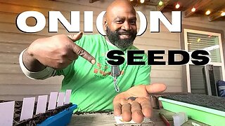 How We Start Onions From Seeds