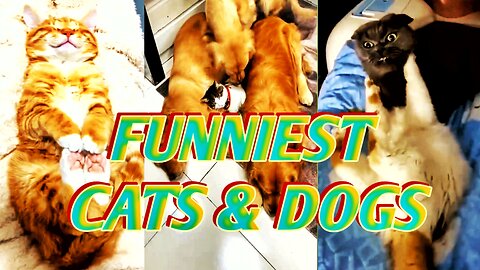 FUNNY CATS and DOGS 🐱🐶 NEW FUNNIEST ANIMALS VIDEOS 2023