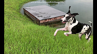 Playful Great Dane Has Fun Playing Jolly Ball Pond Golf