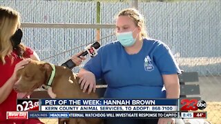 Pet of the Week: Hannah Brown