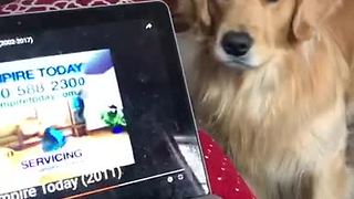 Golden Retriever sings along to favorite TV commercial