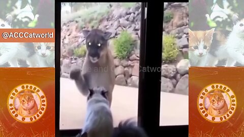 Funny Cats! 😹 A Cat vs. A BIG Cat! 🐈🙀🐅 (#148) #Clips