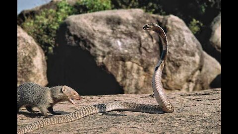 The weasel crushes the heads of the most poisonous snakes in the world