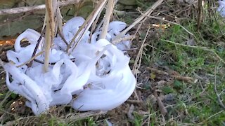 Christmas Frost Flowers 2020