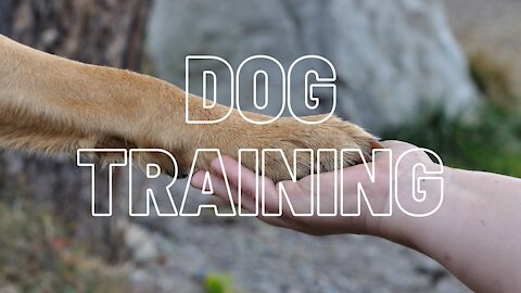 Dog Training x Furbo Dog Camera