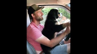 Puppy Eagerly Learns How To Drive Owner's Car