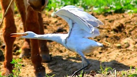 Spreading wings of beautiful bird in slow motion whick look very charming to eyes