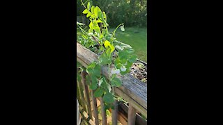 Sweet Peas full Bloom & my two dogs.