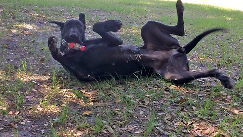 Great Dane Enjoys Happiness Playing with Coke Bottle Toy