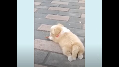 Adorable Puppy Compilation That Will Make Your Heart Melt