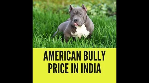 American bully - Pitbull🔥dog status - Pitbull lover😍- Pitbull dog fight scene - Dangerous dog breeds