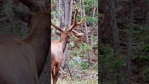 Insane rack on Elk