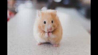 Hamster recebe massagem com pincel de maquiagem