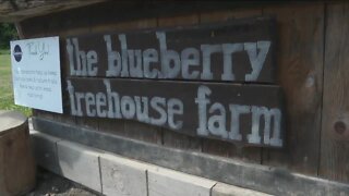 Live music and blueberry picking provide a sweet destination in West Falls