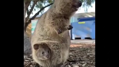 cute funny quokka- 53