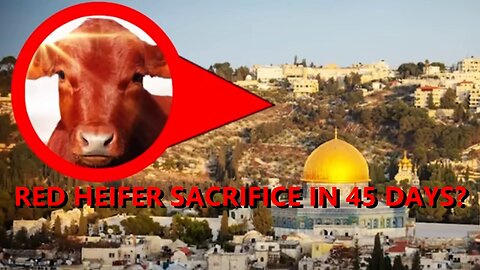 Red Heifer in 45 DAYS? When You See THIS, Know The Tribulation is Near