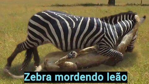 Leão se dando mal ao atacar zebra
