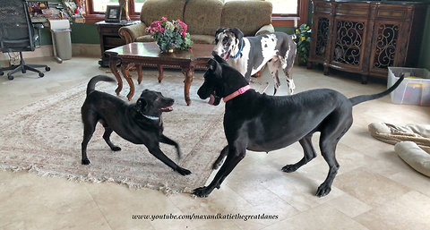 Great Danes and Friends Play Monkey in the Middle