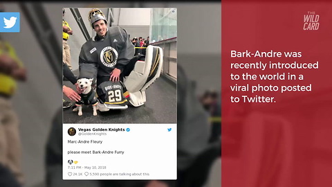Vegas Golden Knights Post Viral Photo Of Star Goaltender with 'Bark-Andre Fleury'