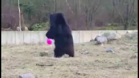 Sloth bears find a floating pink orb