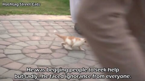 Abandoned kitten stops people to get attention but they're busy in their activities.