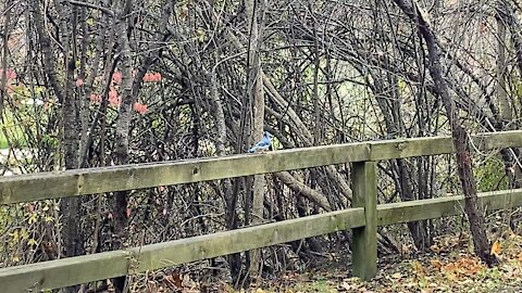 Blue Jays Wood Pecker and Doves