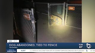 Escondido dog abandoned, left tied to fence
