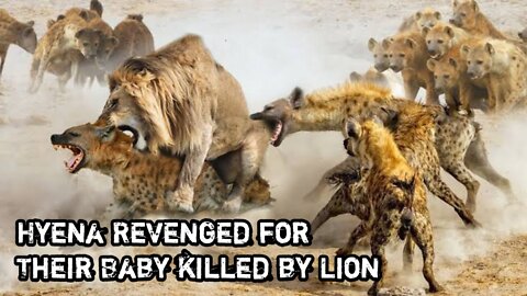 Hyena Vs Lion | hyena killed lion cubs then lion attacked hyena cubs