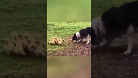 Australian Shepard Herds Cute Ducks