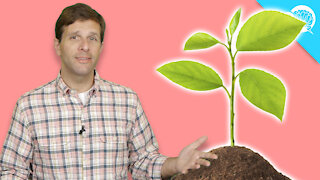 BrainStuff: Are Plants Conscious?