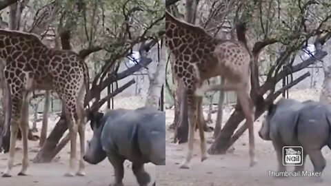 Rhino running away from the giraffe