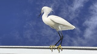 Snowy Egret at Fort De Soto April 4 2024