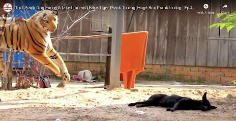 Troll Prank Dog Funny & fake Lion and Fake Tiger | Ep42_Troll