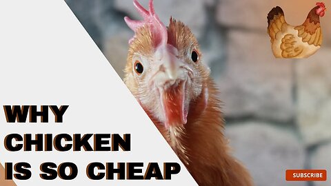 Why is Chicken is So Cheap Around The World? Do You Know