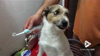 Dog cleans teeth with Vodka..... its not real