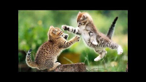 your cat is John Cena!!! #2 😂 Funny Animals Videos 😂 2021 (watch till the end)