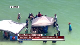 Distressed whale transported to rehab facility