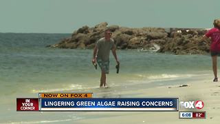 Can algae blooms harm human health?